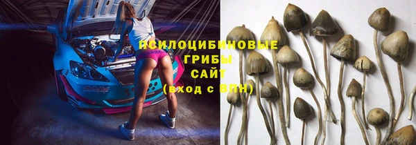 прущие грибы Бородино